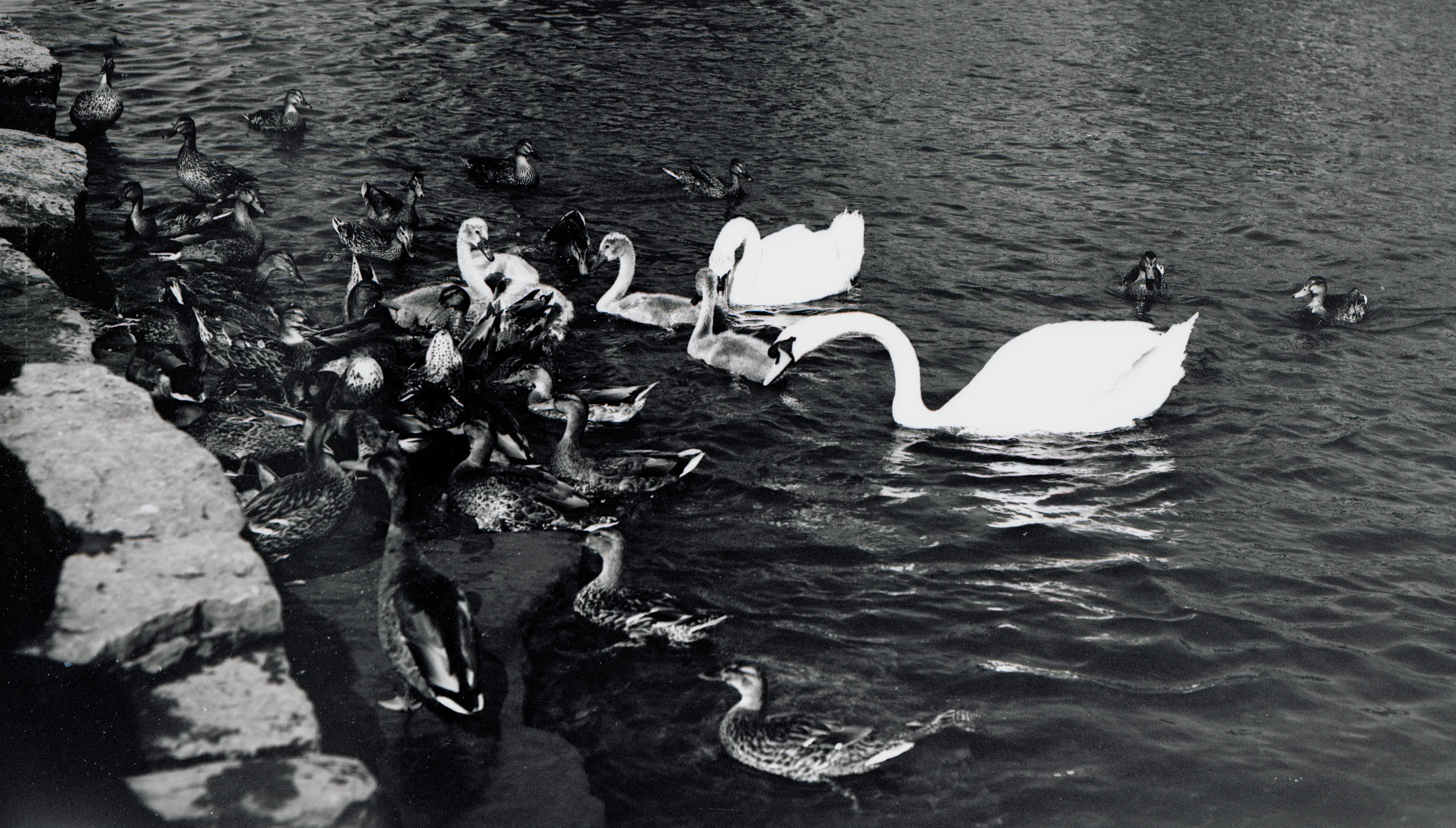 ducks and swans wareham