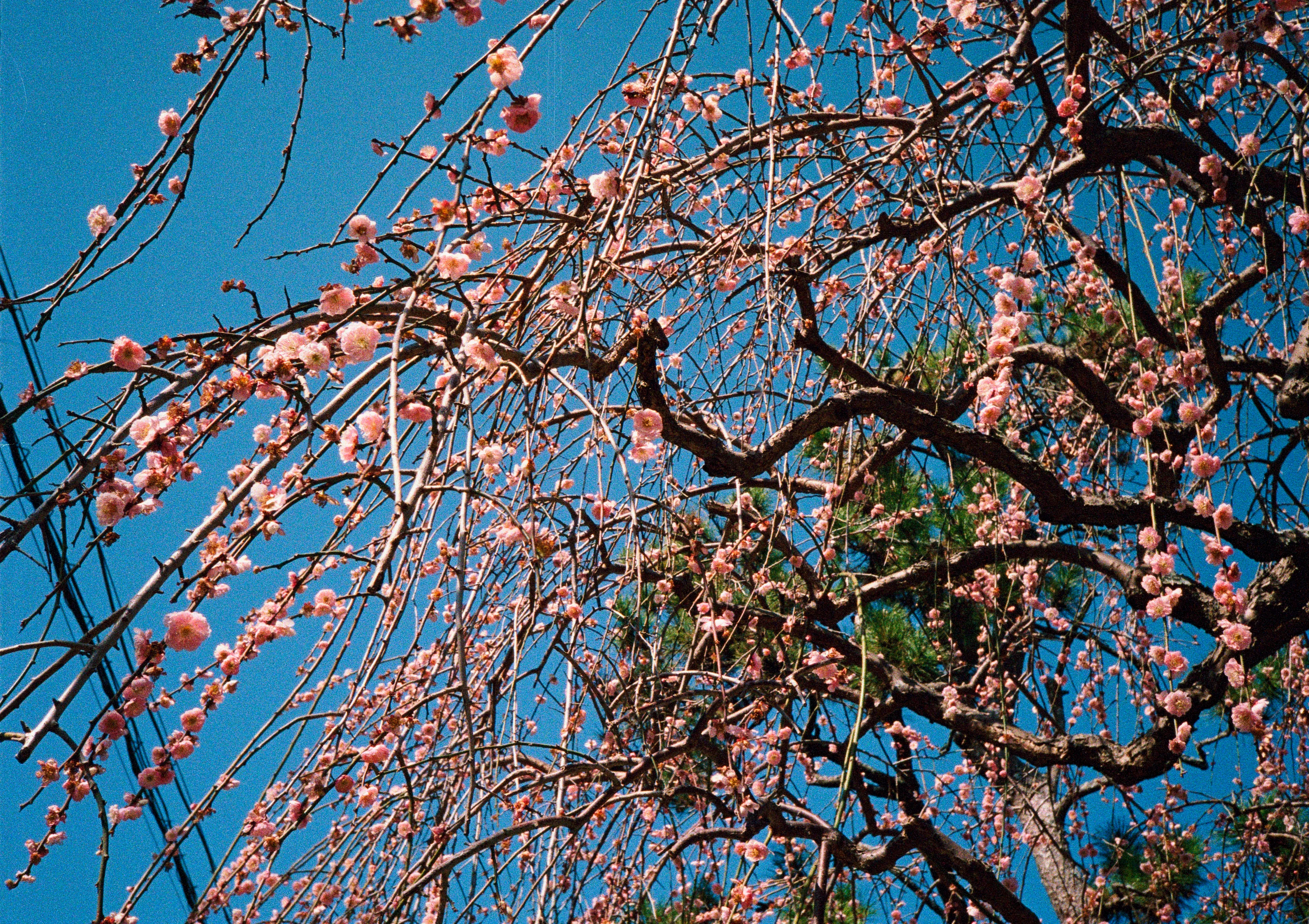 enoshima blossom 2